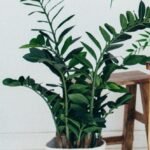 Pot Trees